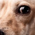 BARK! THE MUSICAL Comes to Edinburgh Fringe