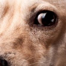 BARK! THE MUSICAL Comes to Edinburgh Fringe