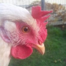 BWW Review: CRAZY CHICKEN NERD: FRINGE 2018 at Biggies Basement At Biggies At Bertram