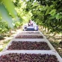 Seven Reasons to Celebrate the Start of Northwest Sweet Cherry Season