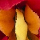 Fleur'd Pins Celebrates World Pride With Boutonnière Benefiting Stonewall Community…