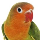 Premier Of Short Play POLLY Explores The Language Of Love And Relationships In The…