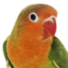 Premier Of Short Play POLLY Explores The Language Of Love And Relationships In The 21