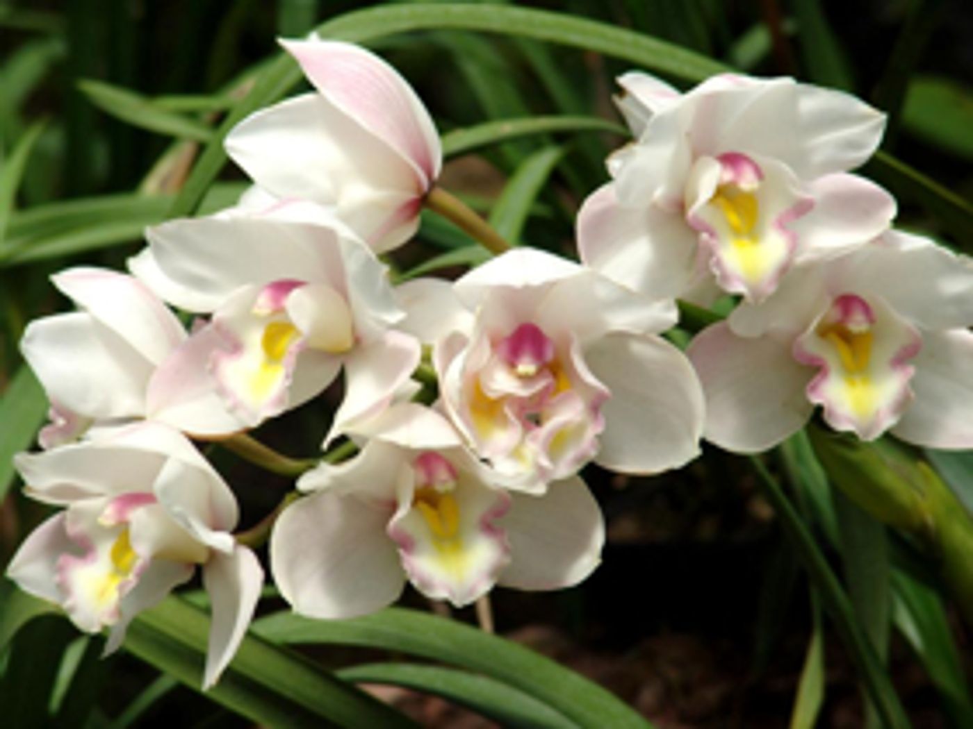 MAKE MOM AND LOVED ONES HAPPY - Plan a Wonderful Meal Out and Enjoy  Image