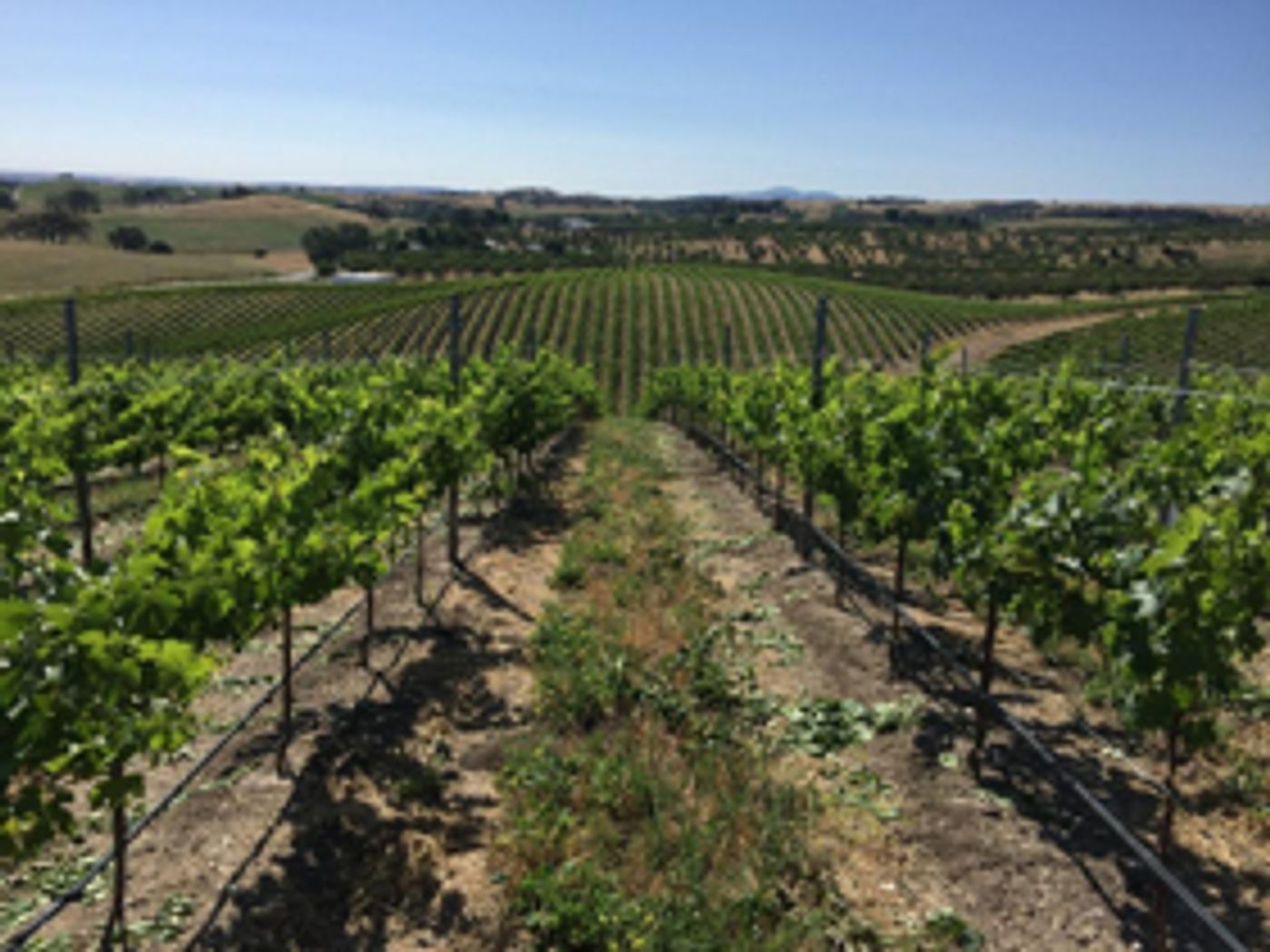 Riboli Family of SAN ANTONIO WINERY Named American Winery of the Year by Wine Enthusiast  Image