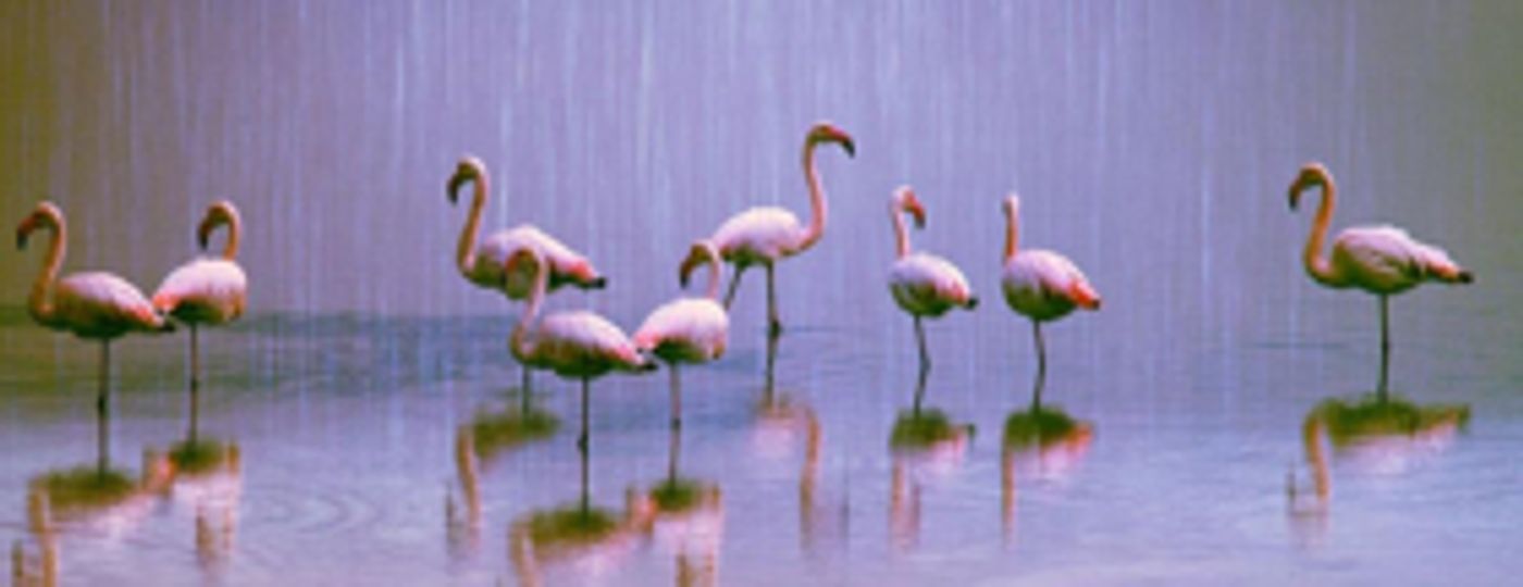 EDINBURGH 2018: BWW Q&A- Zoo EDINBURGH 2018: BWW Q&A- Zoo Image