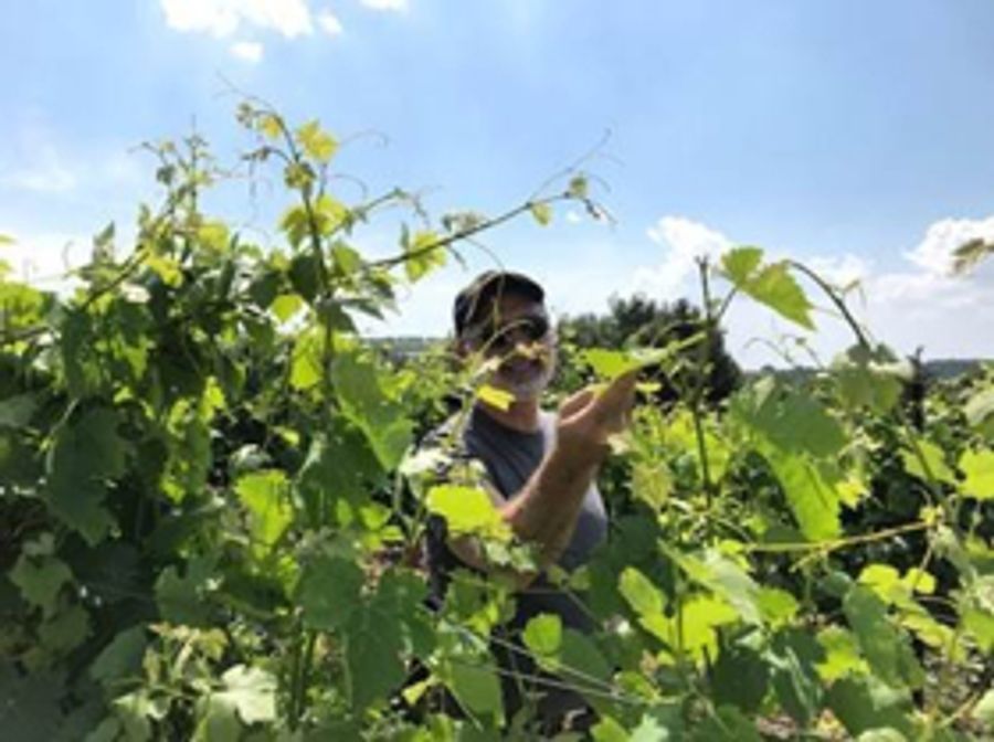 A WINEMAKER'S SPIRITUAL JOURNEY-Jeff Morgan and Why the Best Kosher Wine has Dual Citizenship Image