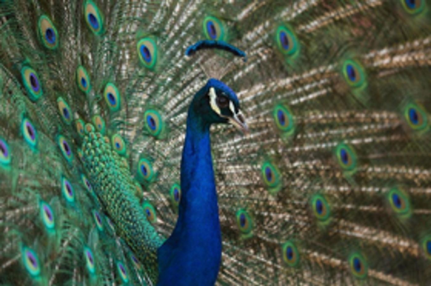 PBS' NATURAL BORN REBELS: A NATURE MINISERIES Premieres Wednesday, April 25  Image