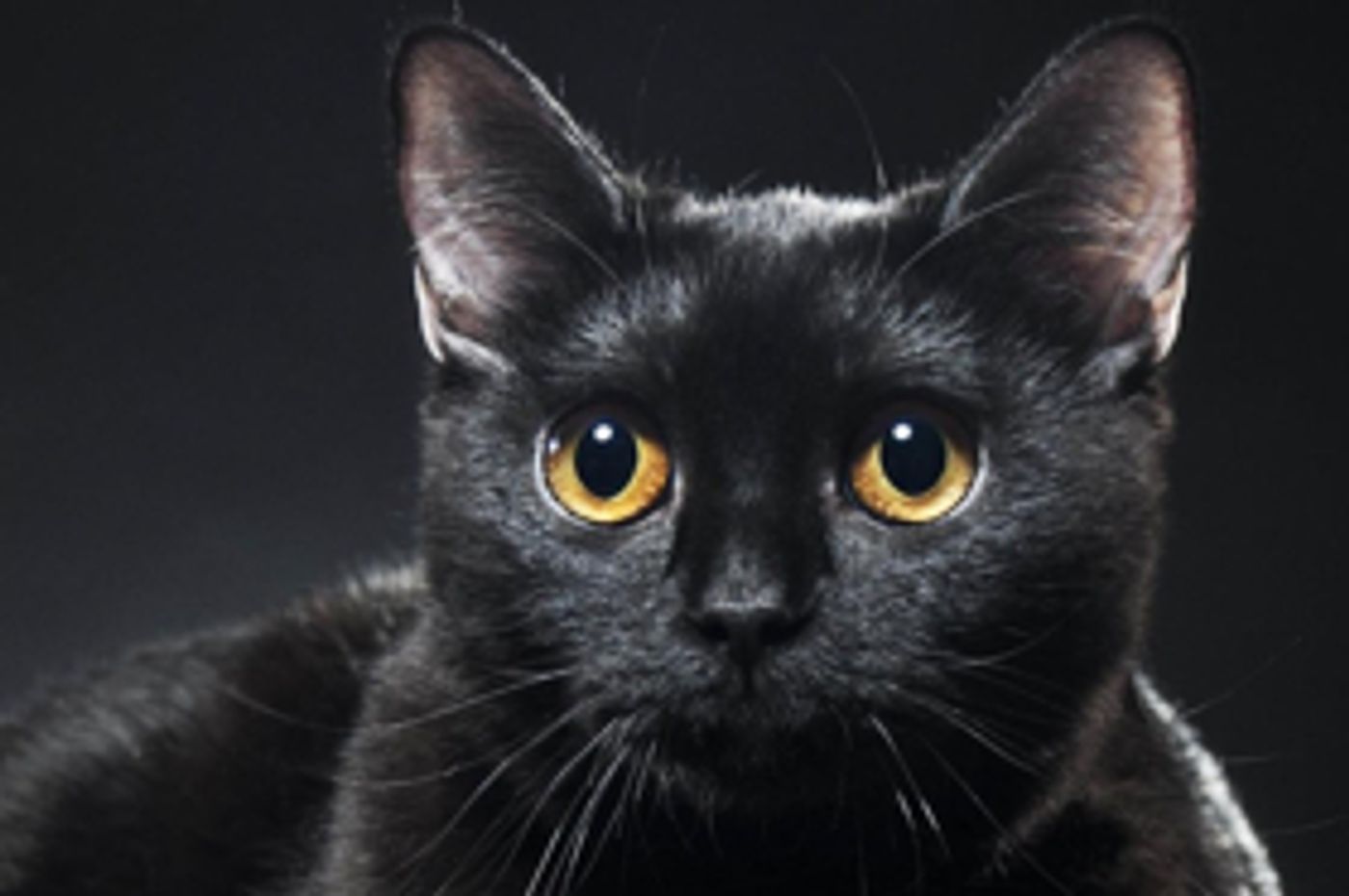 Review: Dark, Twisted And Bloodily Funny, THE LIEUTENANT OF INISHMORE Challenges Our Views Of Terrorist And Freedom Fighters Review: Dark, Twisted And Bloodily Funny, THE LIEUTENANT OF INISHMORE Challenges Our Views Of Terrorist And Freedom Fighters Image