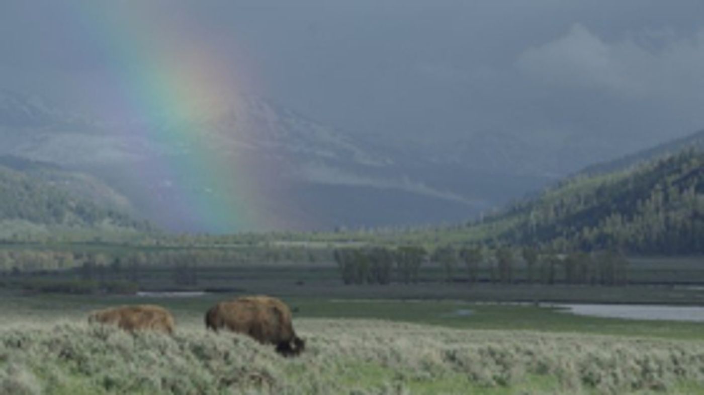 Smithsonian Channel To Debut EPIC YELLOWSTONE With Bill Pullman  Image