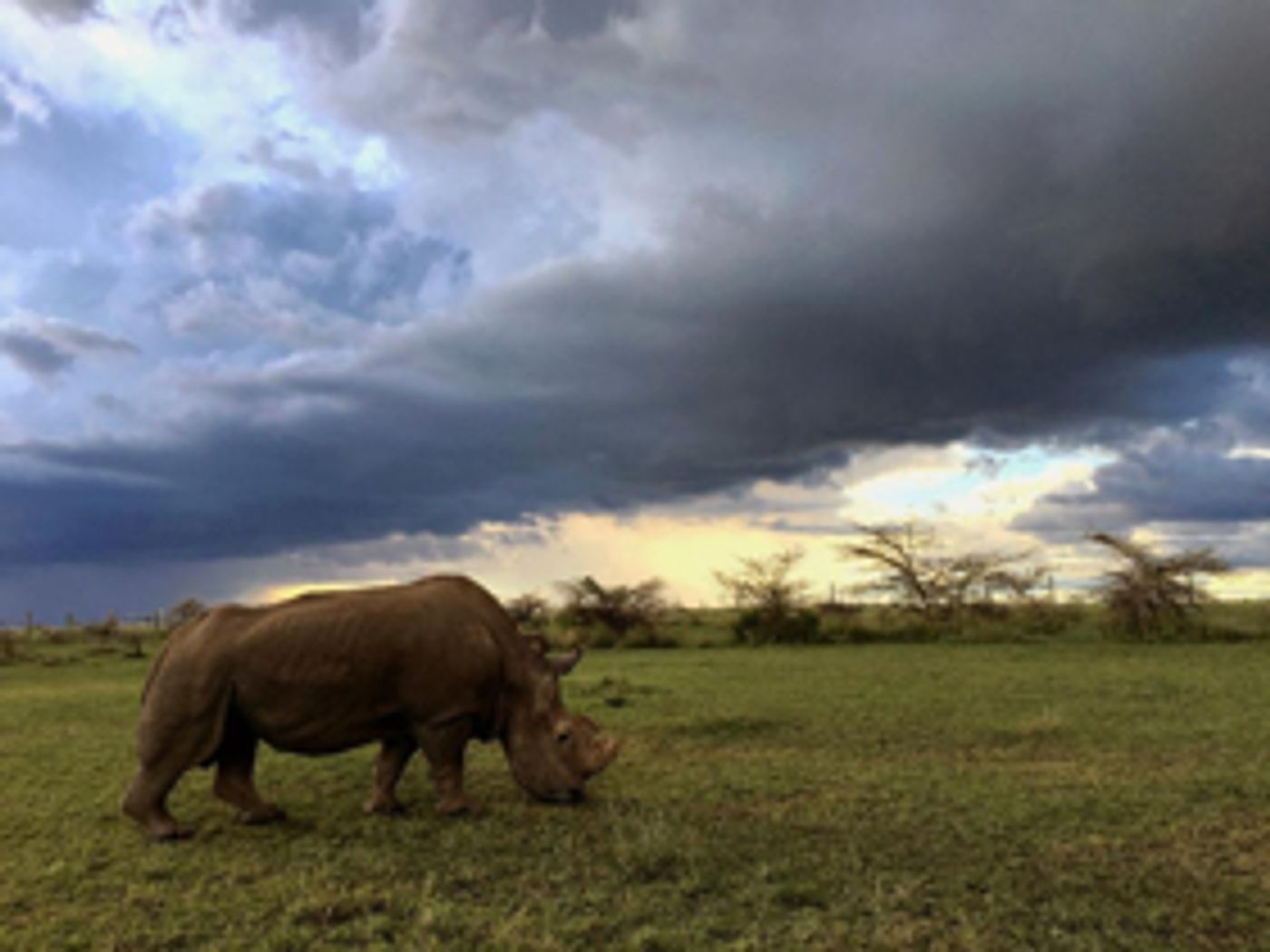 NATURE: THE LAST RHINO The Premiere On PBS 2/21  Image