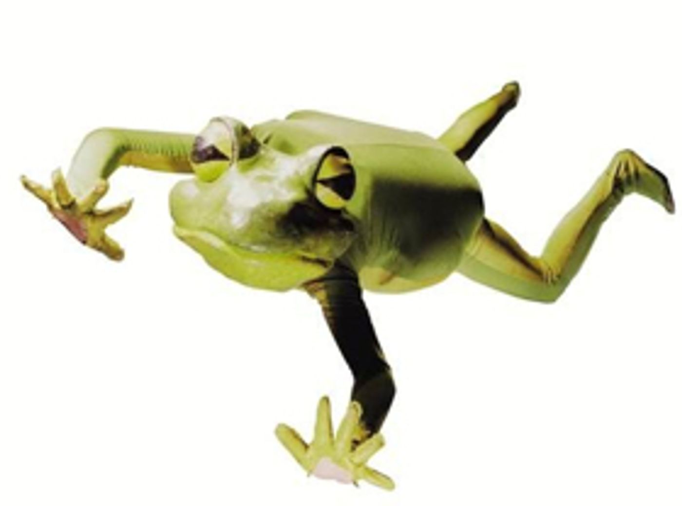 Atwood Concert Hall Presents Imago Theatre's FROGZ  Image