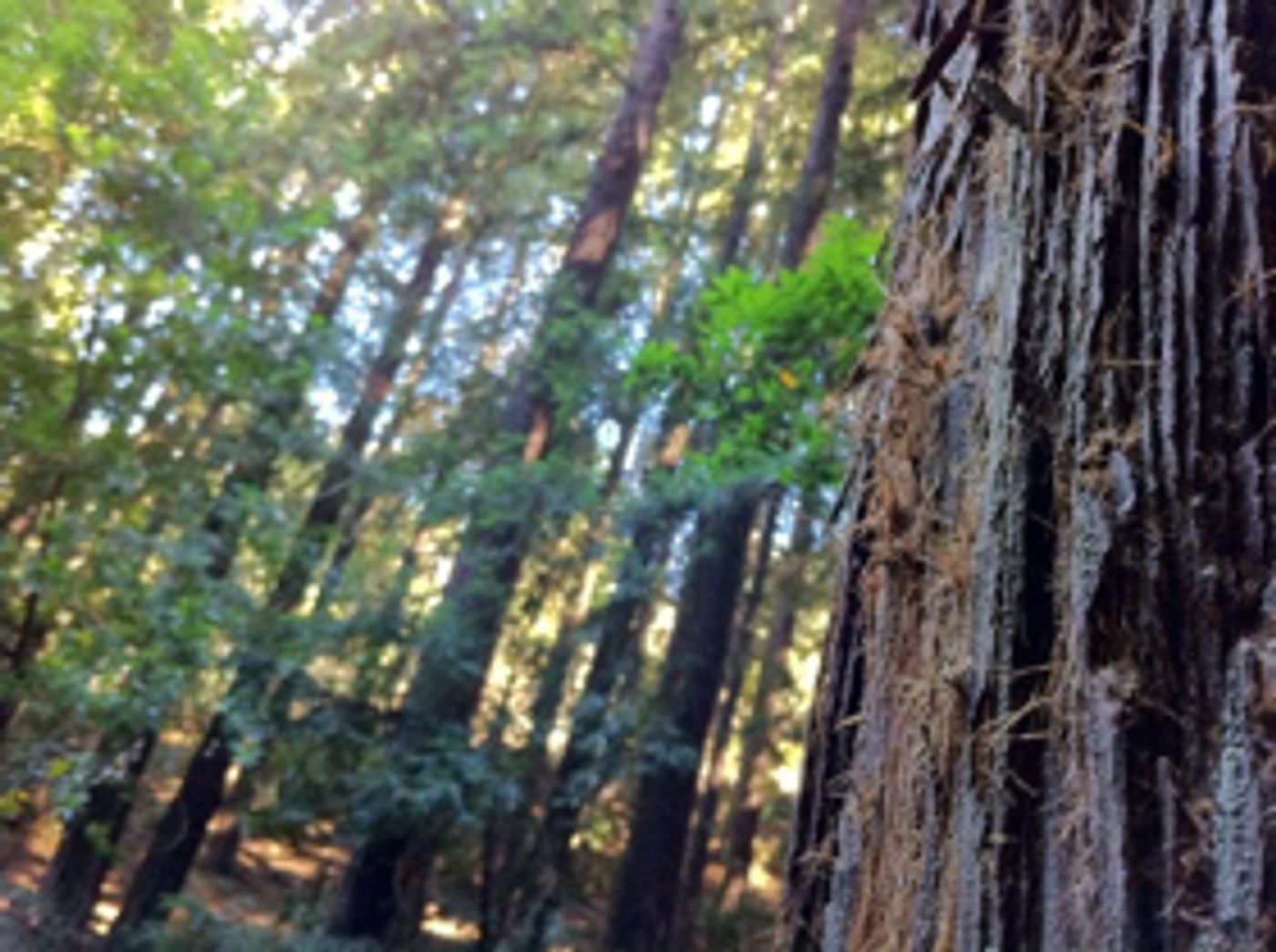 Montalvo Arts Center Presents the Premiere of A New Soundwork FOUR BRIDGES  Image