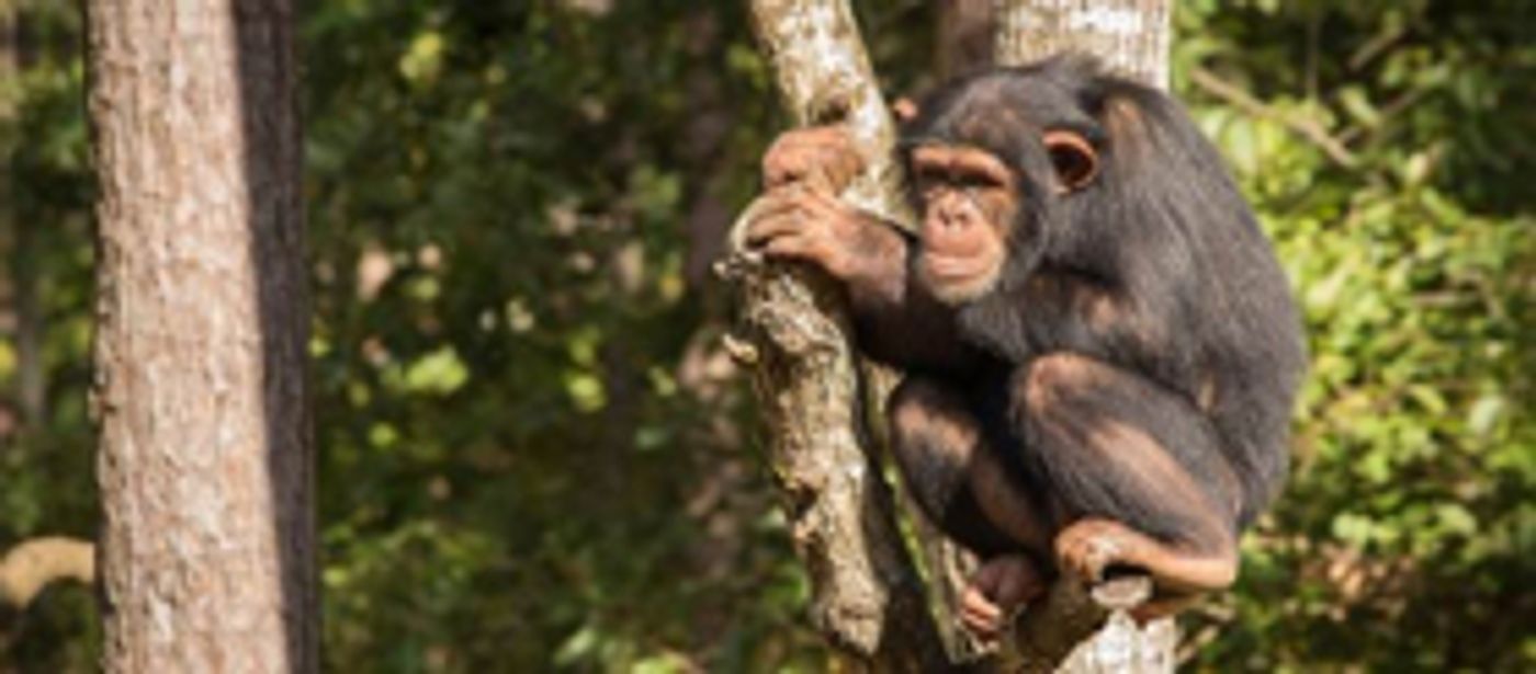 BBC America to Celebrate Chimps with 'Chimpsgiving' BBC America to Celebrate Chimps with 'Chimpsgiving' Image