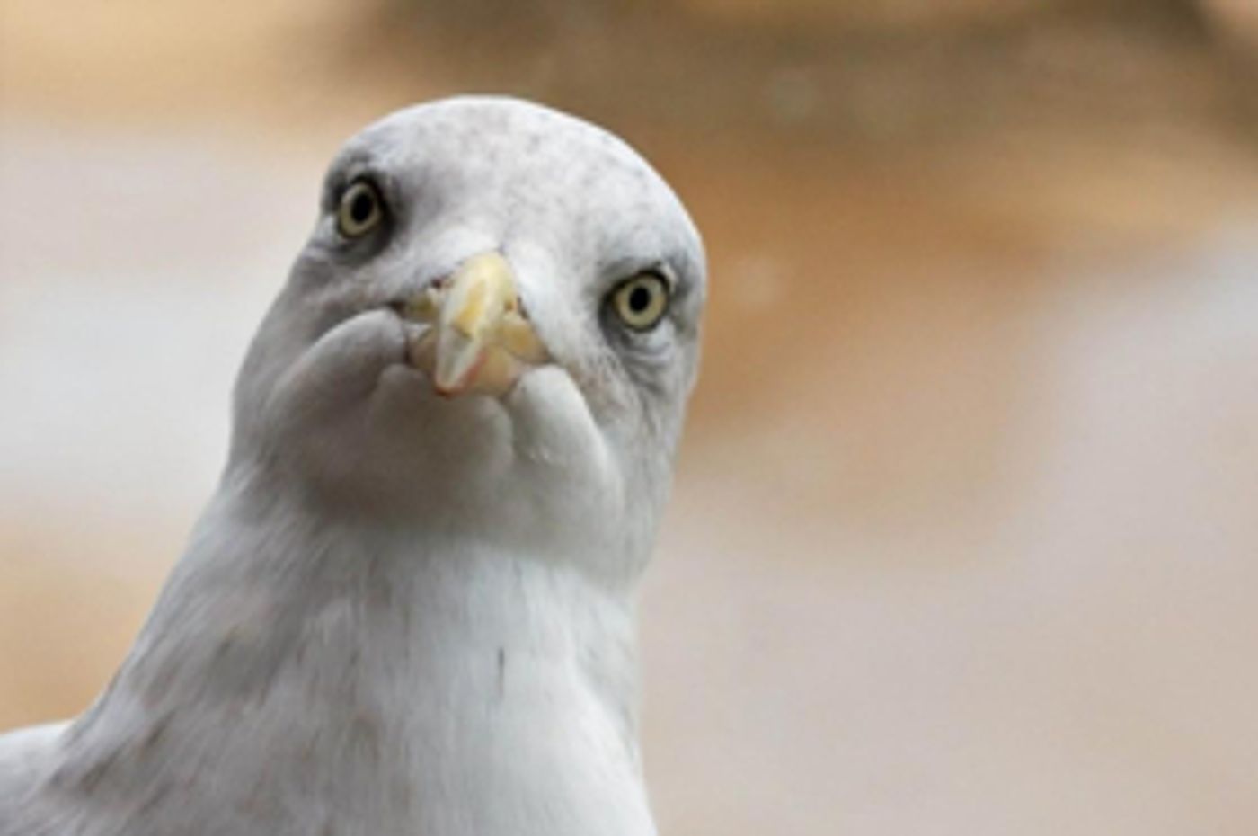 Review: STUPID FUCKING BIRD Sees Chekhov Adapted For A New Generation Whilst Heightening The Pretention OF The Work  Image