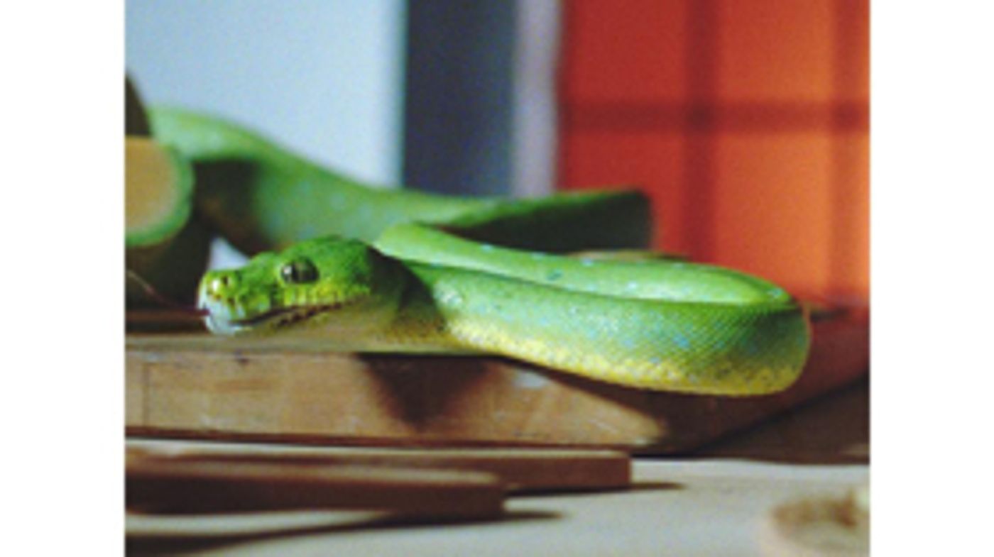 Vampire Weekend Releases Music Video for 'Harmony Hall'  Image