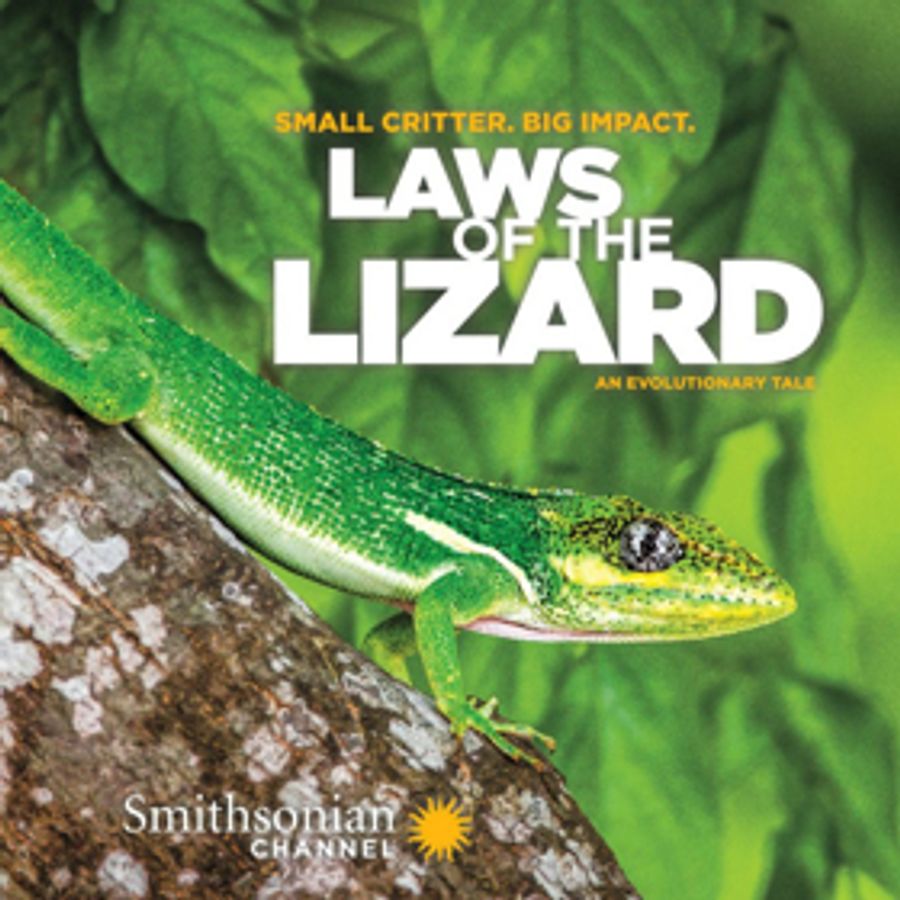 Smithsonian Channel to Premiere LAWS OF THE LIZARD Image