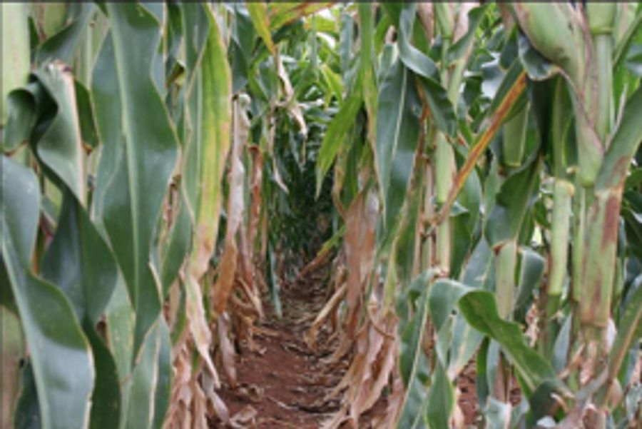 Corn Detasseling Image
