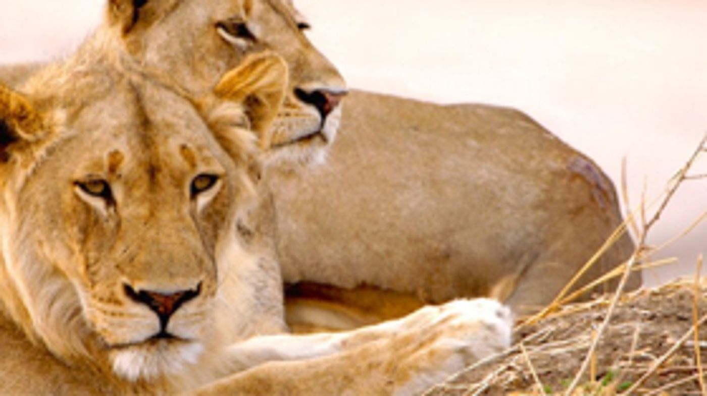 AFRICA'S HUNTERS Returns to Smithsonian Earth  Image