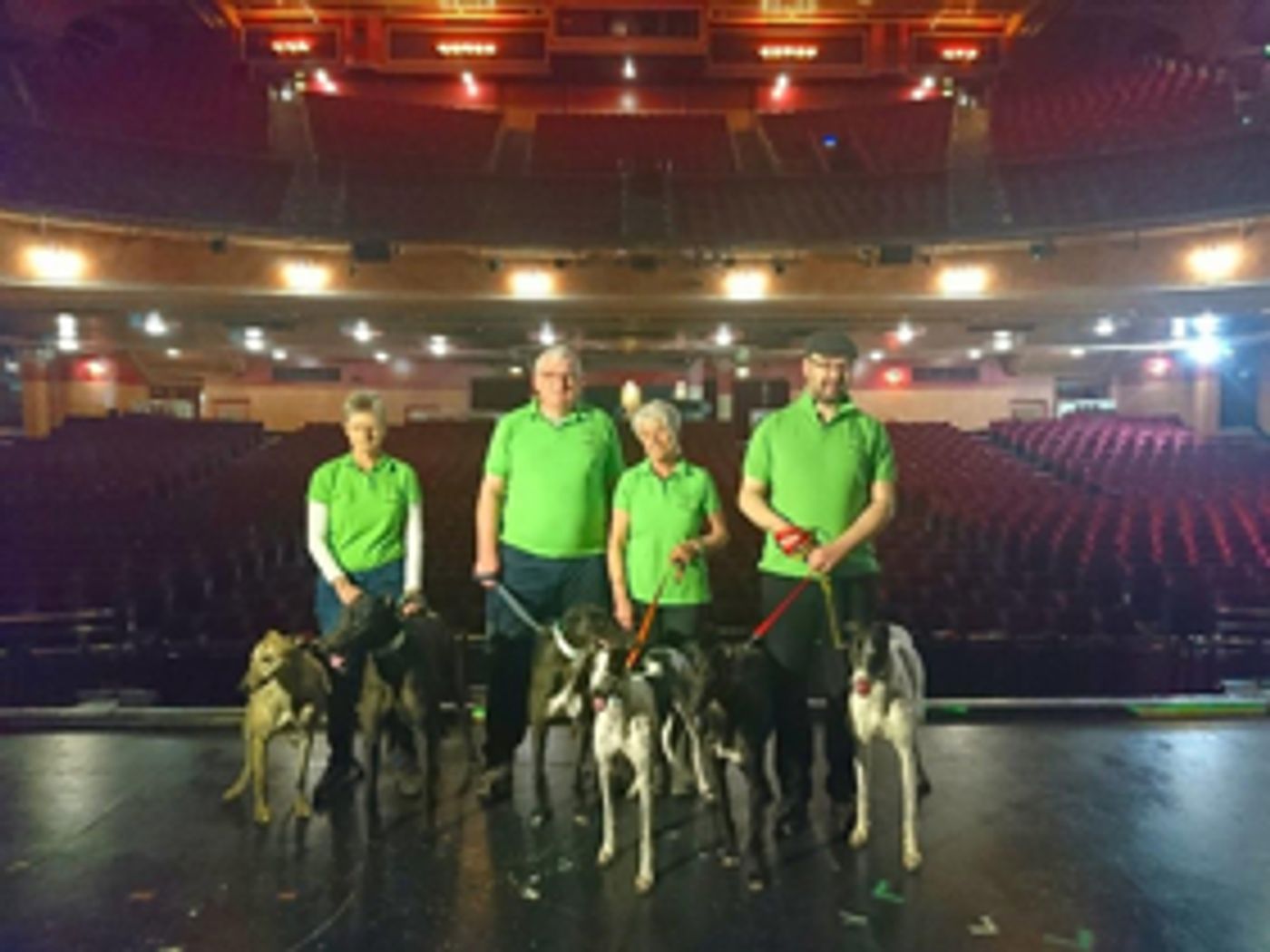 Rescue Greyhounds To Grace The Stage At The Opera House Manchester  Image