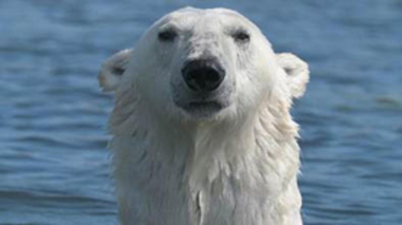 New Season of the Smithsonian Channel's POLAR BEAR TOWN Premieres Today New Season of the Smithsonian Channel's POLAR BEAR TOWN Premieres Today Image