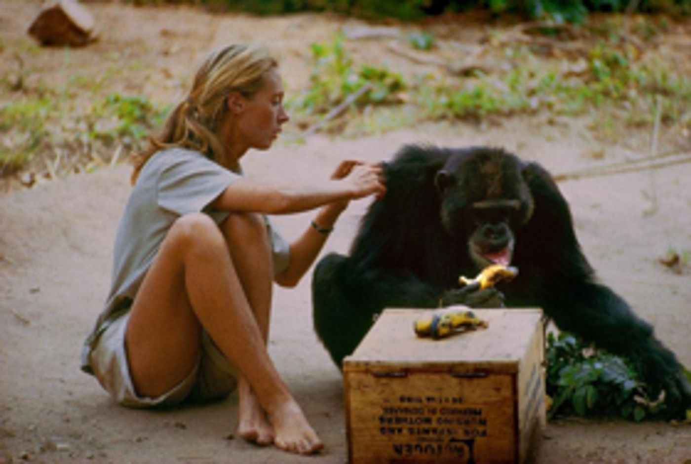 New Jane Goodall Documentary Opens At River St Theatre November 24  Image