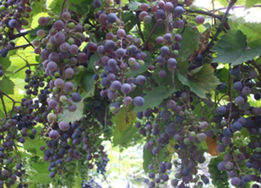Mom Deserves a Vintage Mother's Day Weekend at NJ Wineries Image