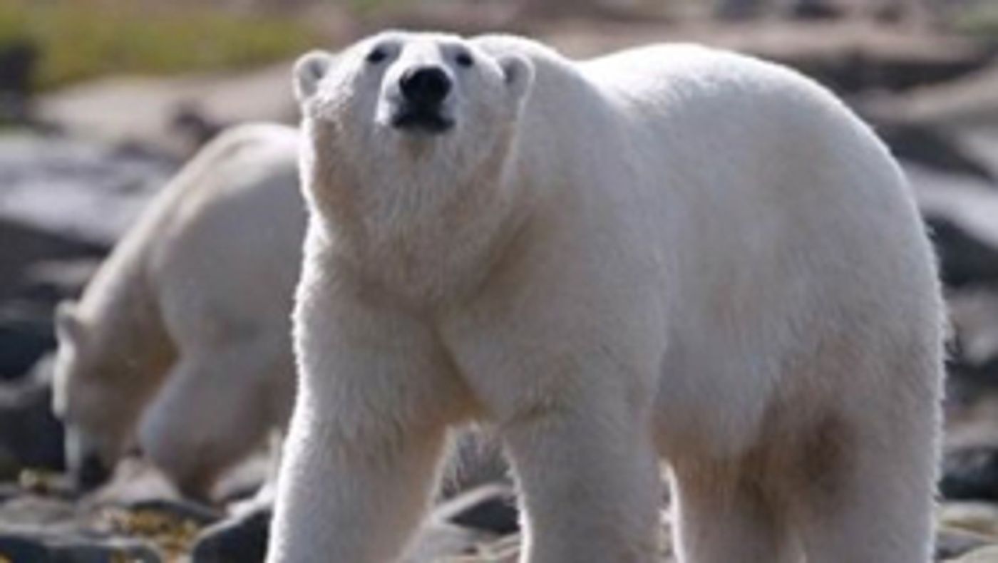 Smithsonian Channel's POLAR BEAR TOWN Season 2 Premieres 11/22/17 Smithsonian Channel's POLAR BEAR TOWN Season 2 Premieres 11/22/17 Image