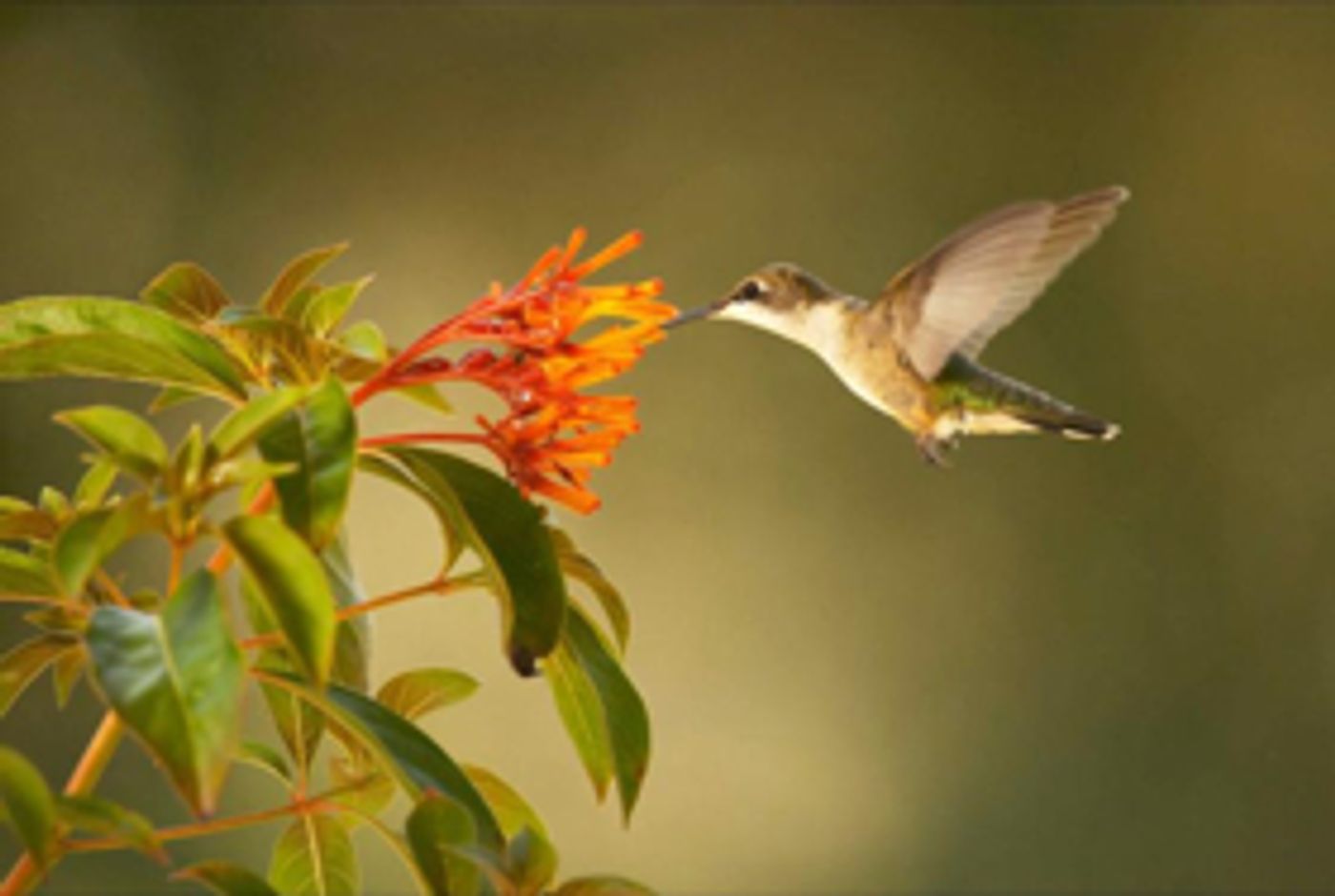 Celebrate Spring and Earth Day on PBS This April and May Celebrate Spring and Earth Day on PBS This April and May Image