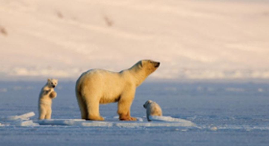 Smithsonian Channel Presents Special MY JOURNEY WITH A POLAR BEAR Image
