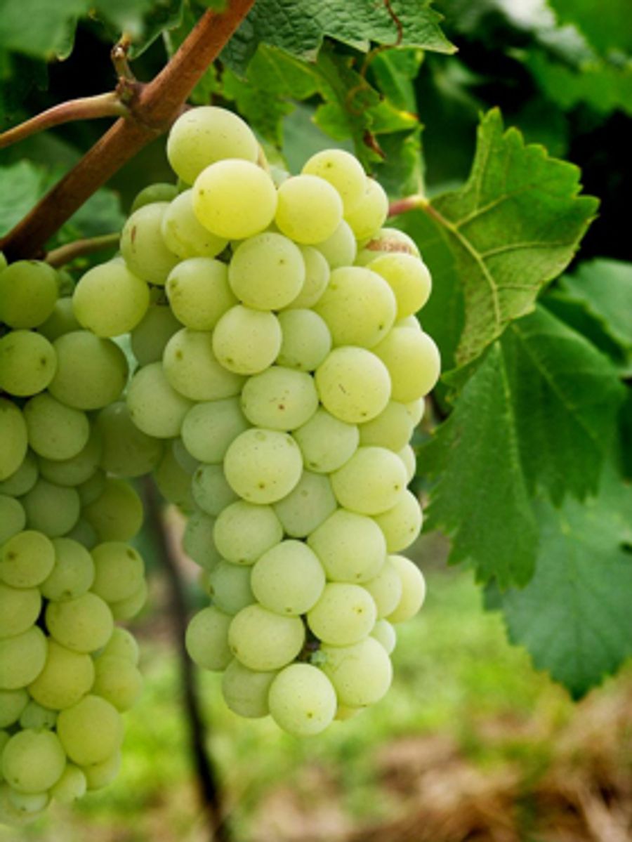 GSWGA New Jersey Wines Culinary Series Launches 4/25 at Drew's Bayshore Bistro in Keyport Image