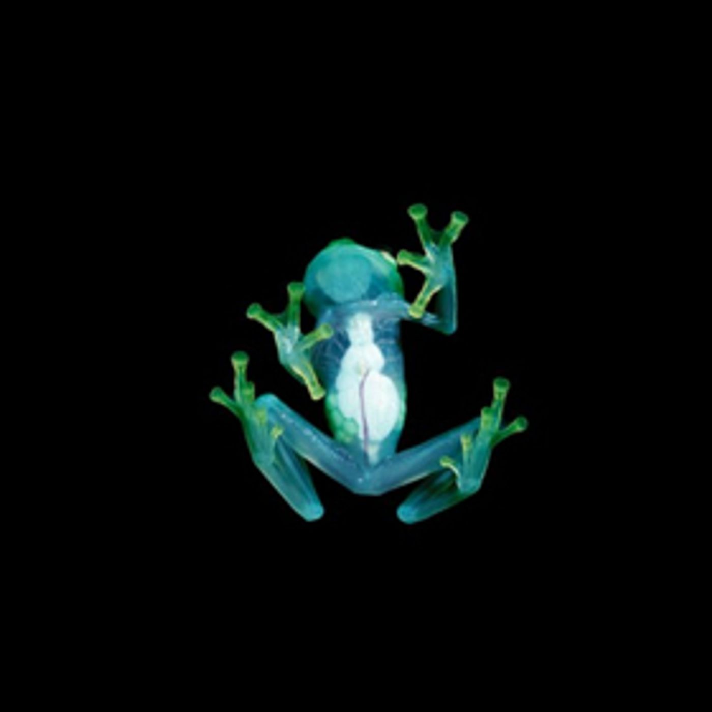 Skrillex and Boys Noize Return With New EP As Dog Blood  Image