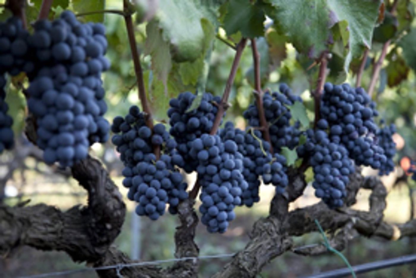 ITALIAN WINE Pairings for the Autumn Season and Holiday Celebrations ITALIAN WINE Pairings for the Autumn Season and Holiday Celebrations Image