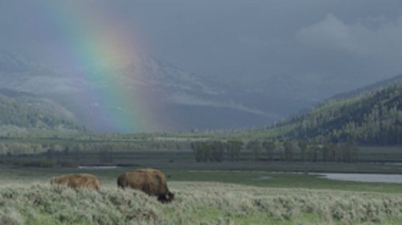 The Smithsonian Channel and Bill Pullman Present EPIC YELLOWSTONE Image