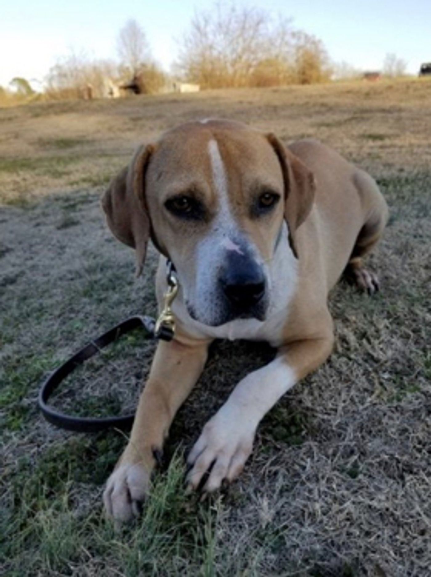 Brantley Gilbert Enlists PEDIGREE Brand & DAV The Ones That Like Me Tour Pairs Veterans with Companion Dogs Brantley Gilbert Enlists PEDIGREE Brand & DAV The Ones That Like Me Tour Pairs Veterans with Companion Dogs Image