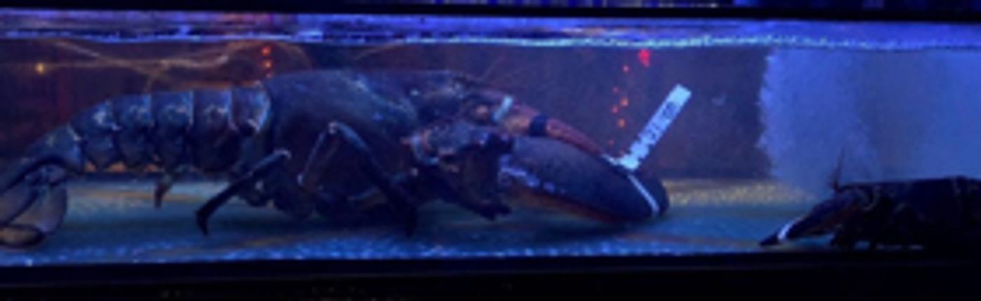 Visit Vince the Giant Lobster at BURGER & LOBSTER in the Flatiron District of NYC  Image