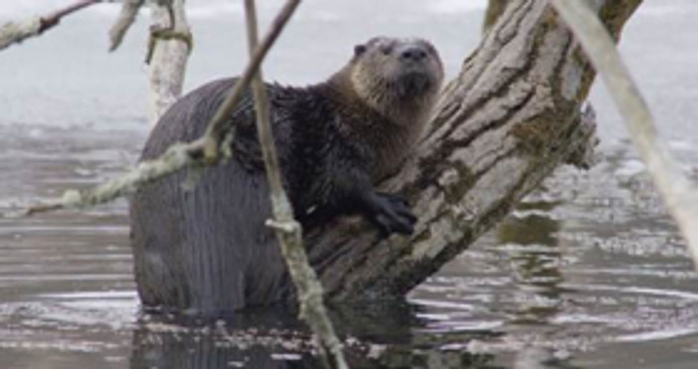 Smithsonian Channel Presents AMERICA'S MISSISSIPPI Smithsonian Channel Presents AMERICA'S MISSISSIPPI Image