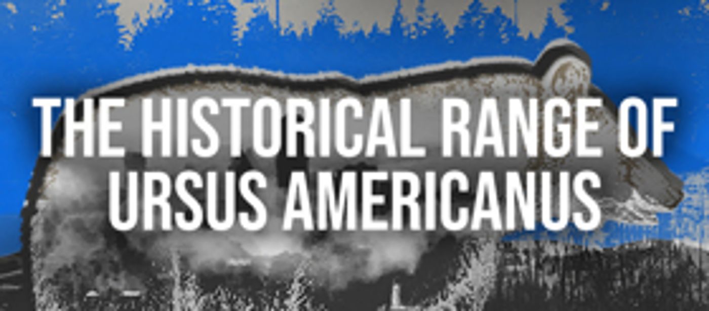 Columbia University School of the Arts Presents THE HISTORICAL RANGE OF URSUS AMERICANUS  Image