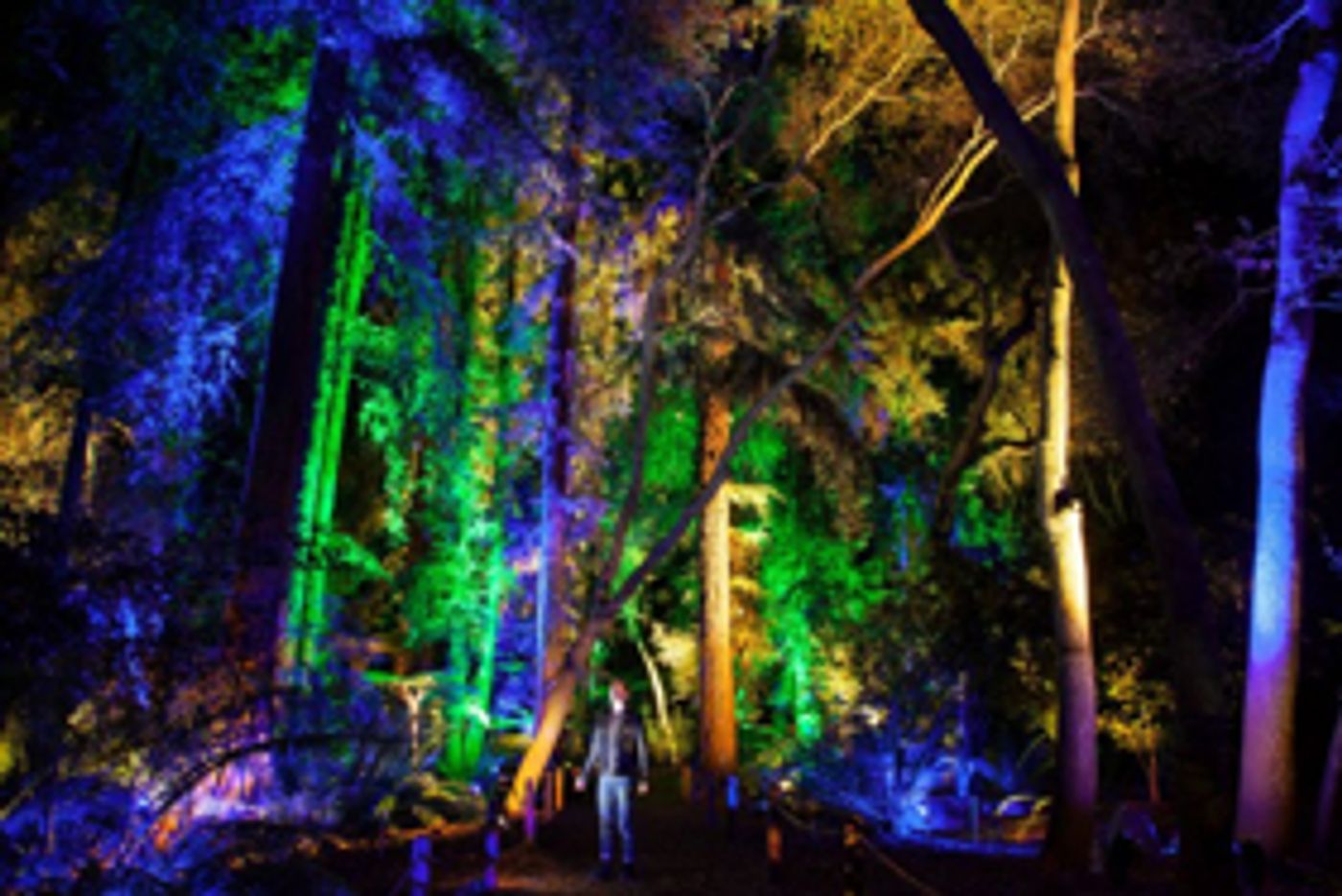 California School of the Arts-SGV Students to Perform at Preview Party for ENCHANTED: FOREST OF LIGHT Image