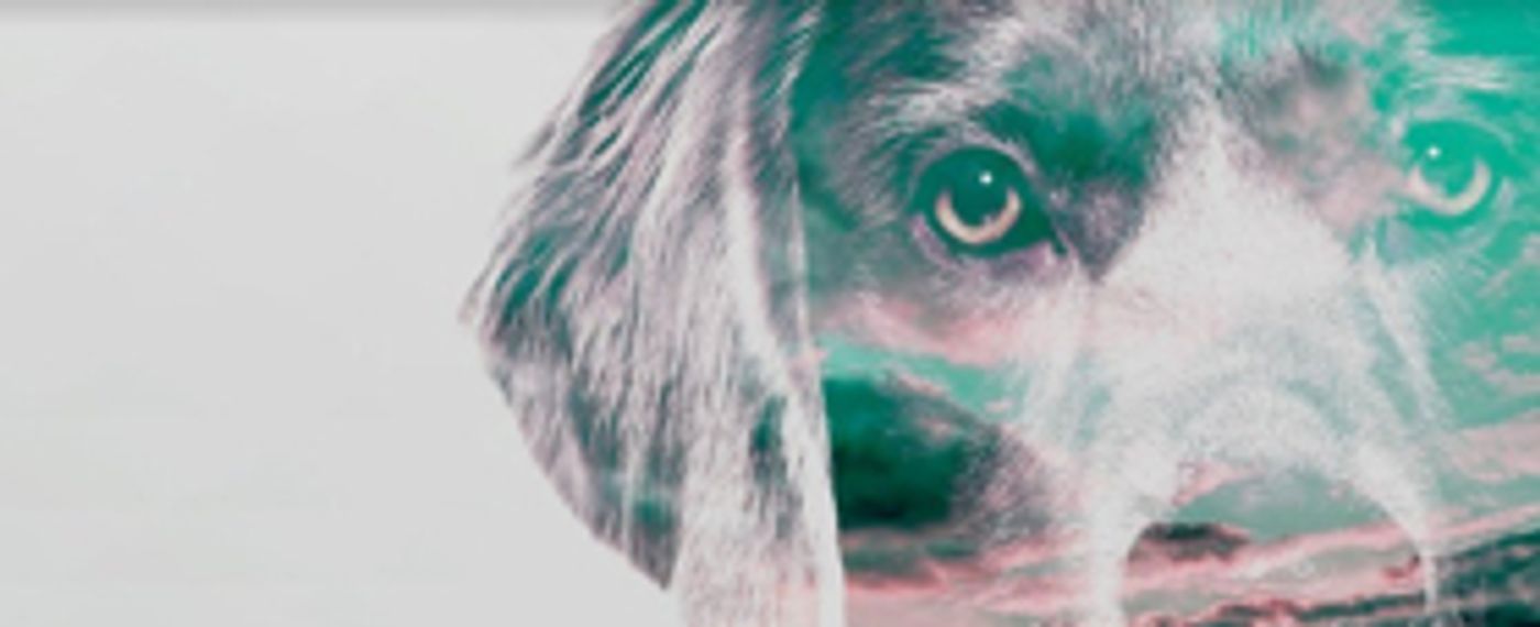 Cressida Bonas to star in Jermyn Street Theatre's THE DOG BENEATH THE SKIN  Image