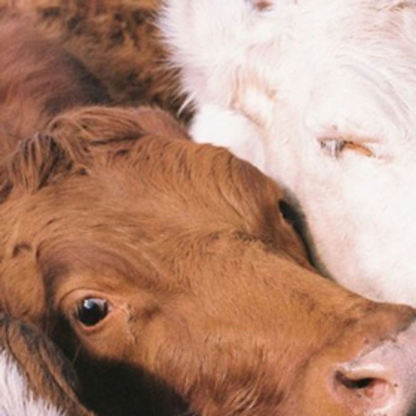 Mallrat Debuts Idyllic Video for Cherry-Flavored Tune 'Better'  Image