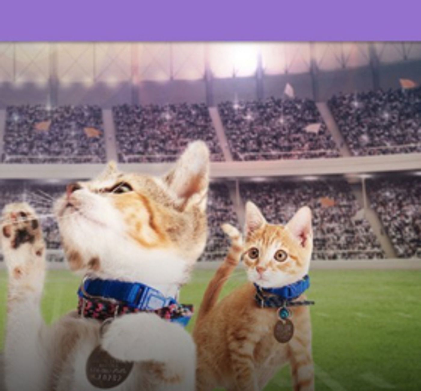 Rescue Pet Adoption Event KITTEN BOWL V Heading to Super Bowl LII  Image