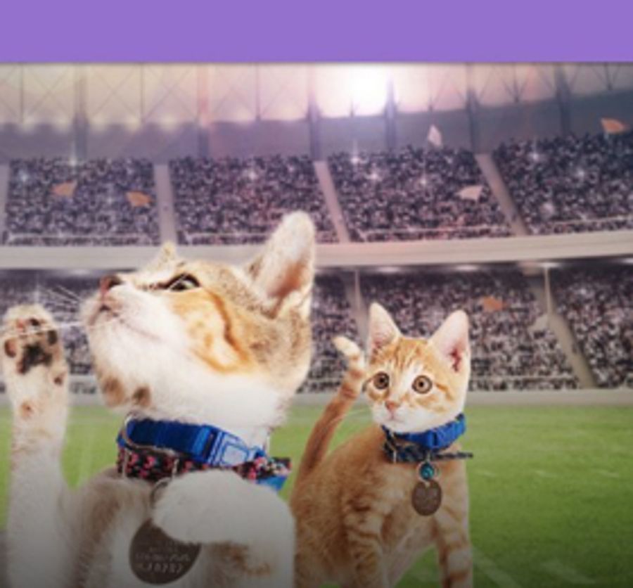 Rescue Pet Adoption Event KITTEN BOWL V Heading to Super Bowl LII Image