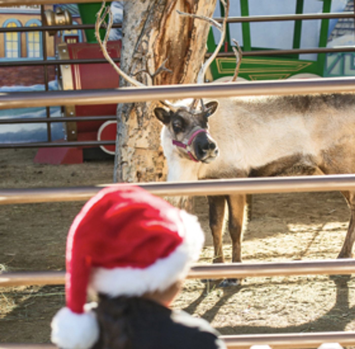 LA Zoo's Reindeer Romp Features Live Reindeer, Holiday Crafts, Keeper Talks, Photo Ops  Image