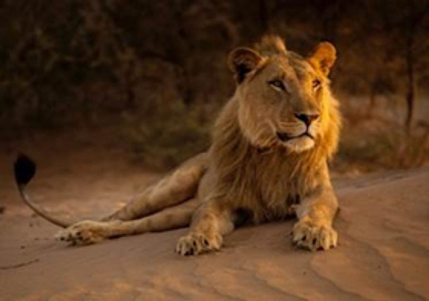 Smithsonian Channel to Premiere New Wildlife Documentary KING OF THE DESERT LIONS July 11 Smithsonian Channel to Premiere New Wildlife Documentary KING OF THE DESERT LIONS July 11 Image