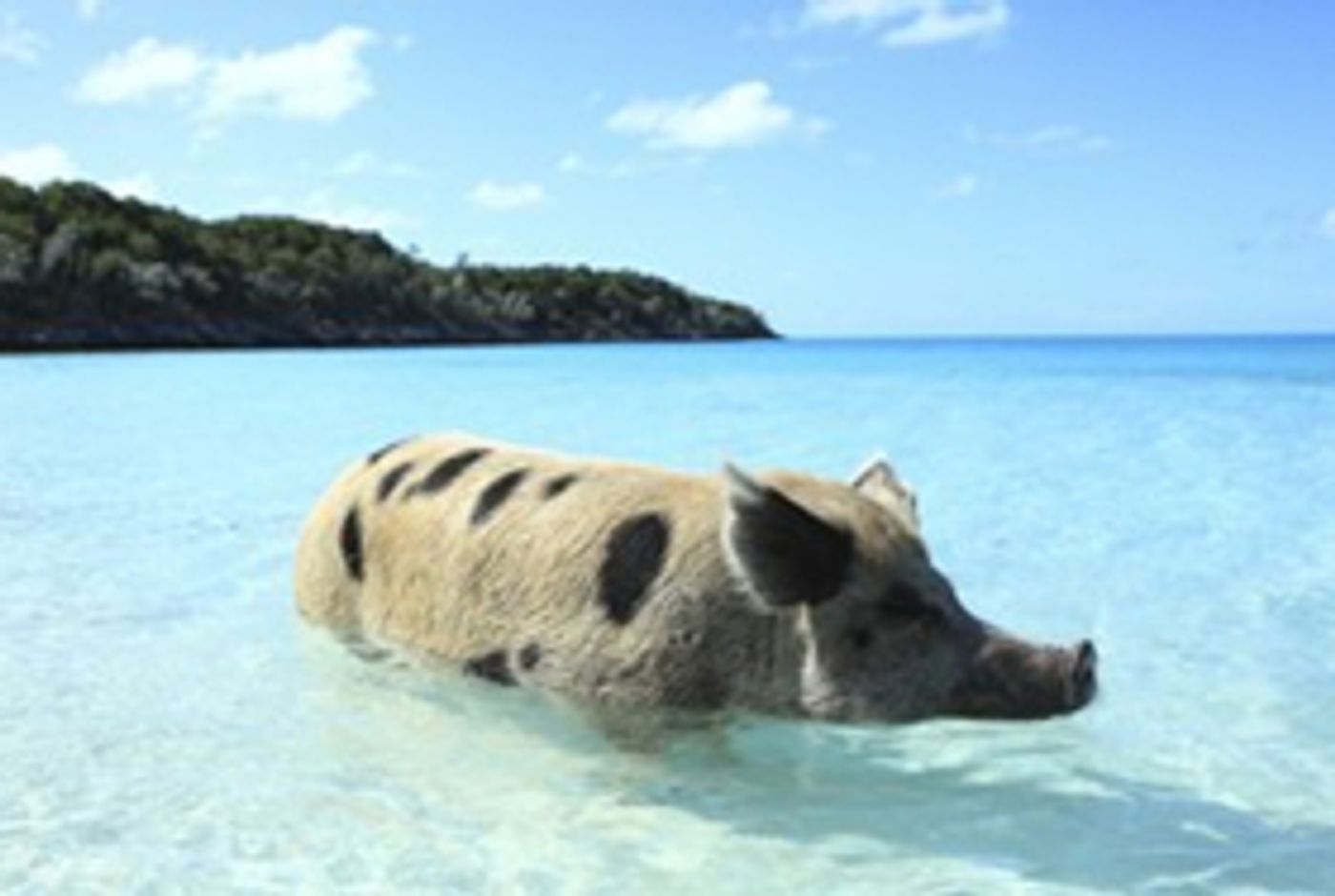 Smithsonian Channel Kicks Off Wild Wednesdays with Three Film Premieres Smithsonian Channel Kicks Off Wild Wednesdays with Three Film Premieres Image