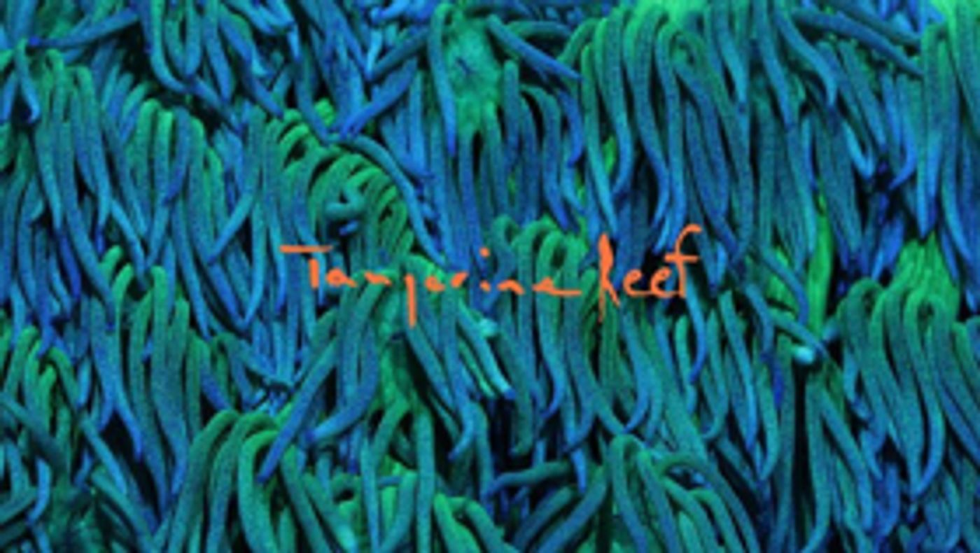 Animal Collective Releases New Album TANGERINE REEF  Image