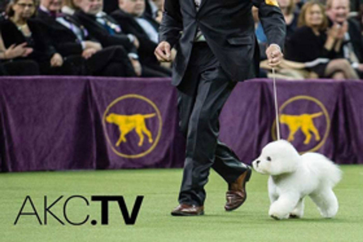 New Digital TV Network AKC.TV Airs 24/7 Content for Dog Lovers  Image