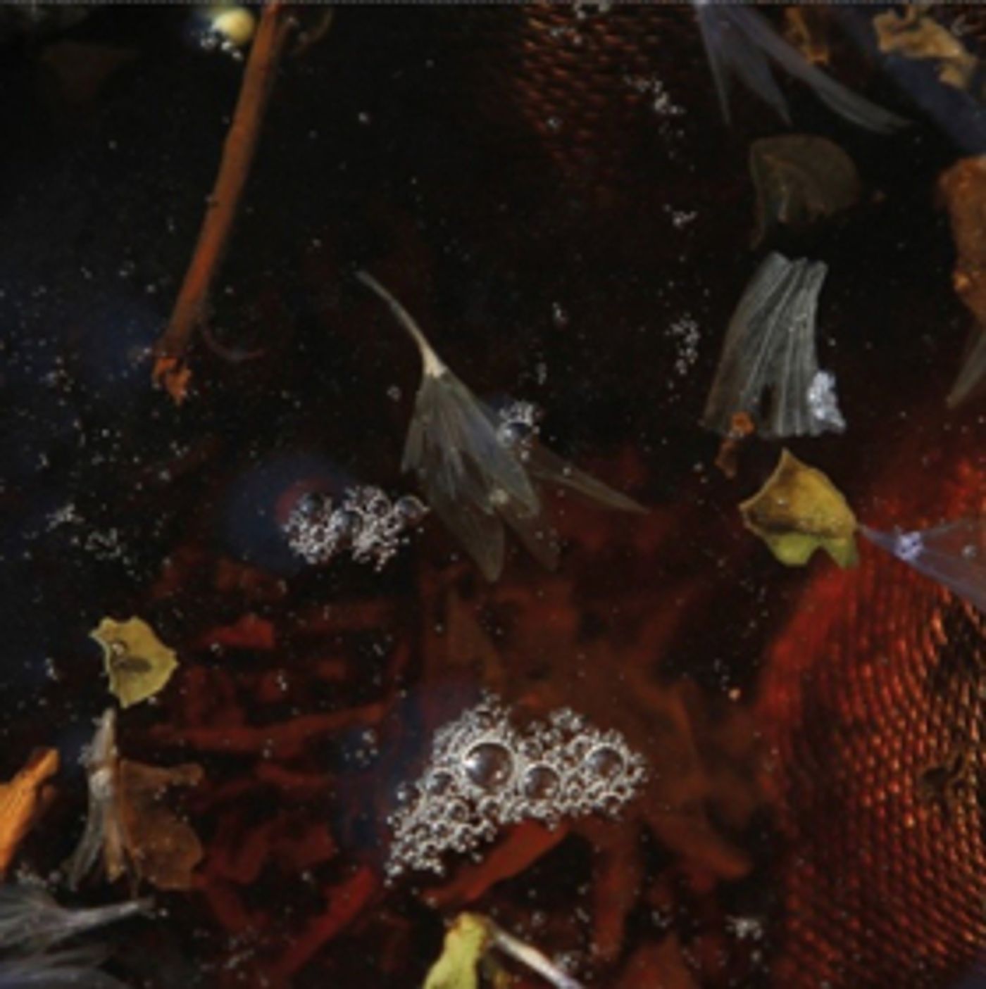 Phillppe Petit & Friends Announce New Album ON TOP Out May 4  Image