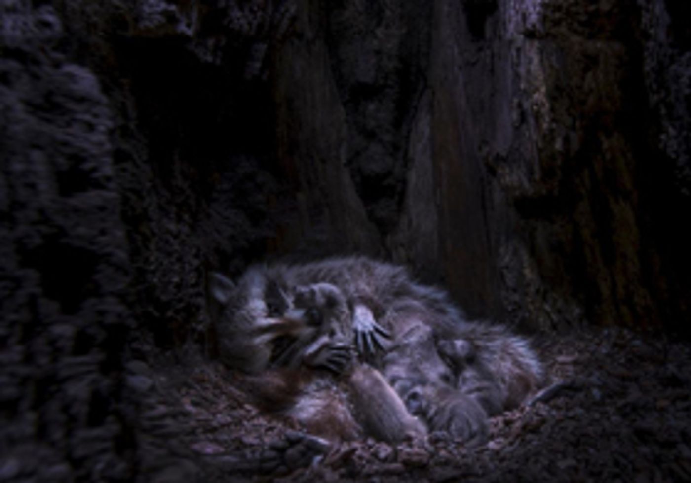 Backyard Wilderness Film Opens 9/14 at American Museum of Natural History Backyard Wilderness Film Opens 9/14 at American Museum of Natural History Image